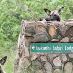 Impressionen Lukimbi Safari Lodge Impressionen Lukimbi Safari Lodge